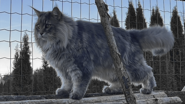 A copyright free cat.